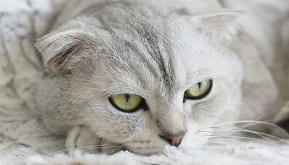 玉环最新公积金卡提取现金方法app方法分析(最方便真实的玉环公积金卡怎样从手机里取出来?方法)