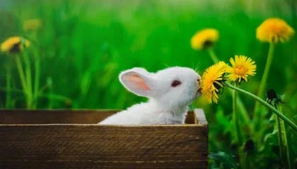 玉环最新24小时在线上门回收方法分析(最方便真实的玉环本地上门回收方法)